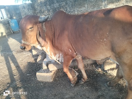 थंबनेल 3