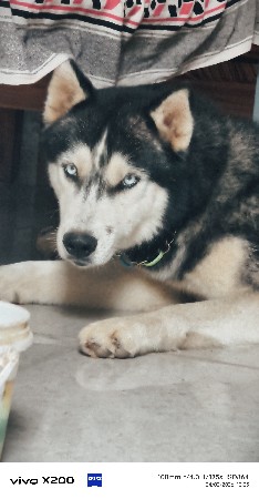 husky dog vechava no chh