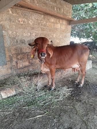 ગીર ગાય વેચવાની છે