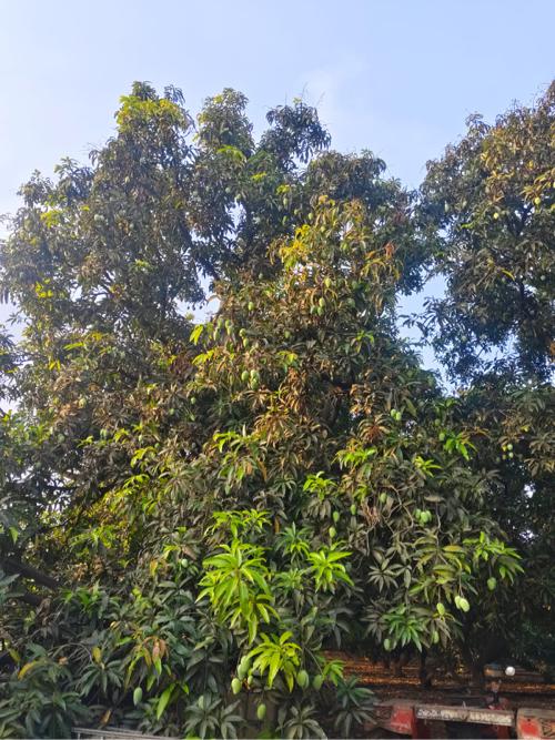 આંબા નો ઇજારો આપવાનો છે