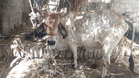 ગાય વેચવાની છે આઠ મહીના નોગાભ