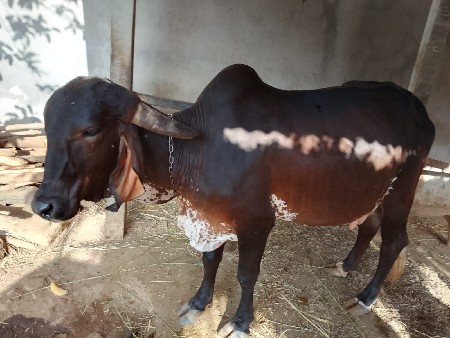 વેચવાની