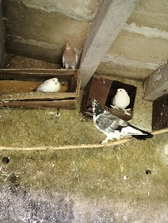 થંબનેલ 3