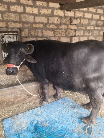 थंबनेल 2