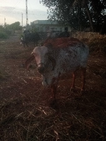 थंबनेल 3