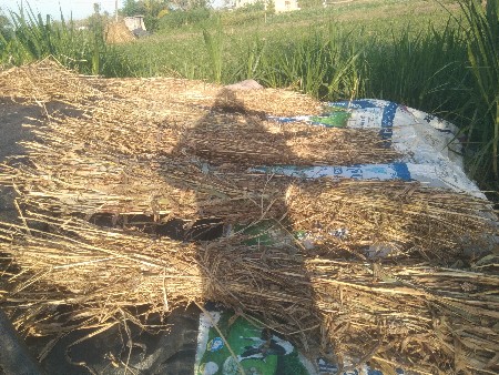 જુવાના પુલા વેશવાના છે 22 રૂપીયા