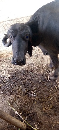 3 ભેંસું આપવા ની છે