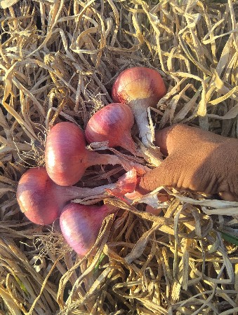 પીડી પતી ડુંગરી