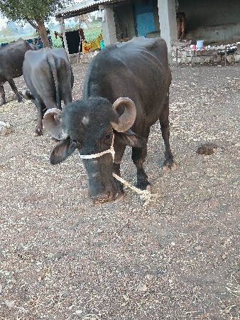 थंबनेल 2