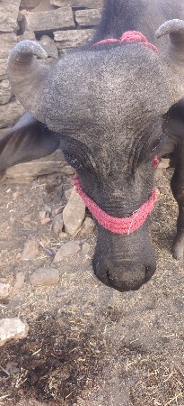 ખડેલો પાડો વેચવાનો છે