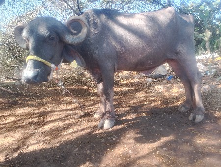 થંબનેલ 2