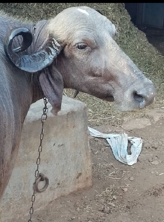 આ ભેંસ વેચવાની છે