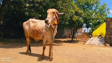 थंबनेल 2