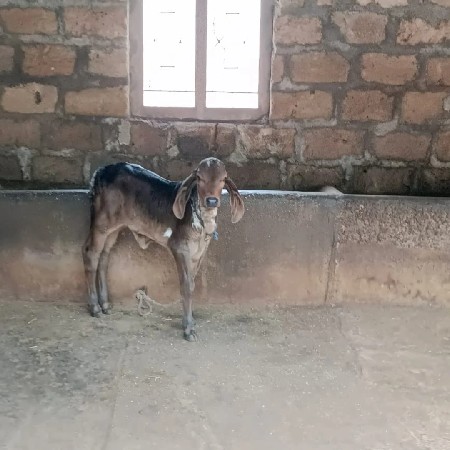 થંબનેલ 2