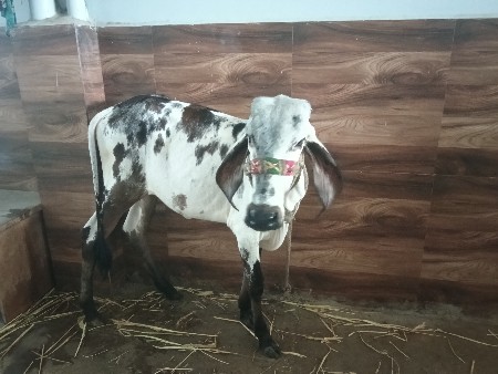 વેચવાની