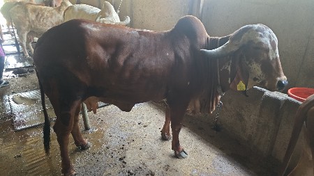 ગીર અને દેશી ગાય આપવાની છે