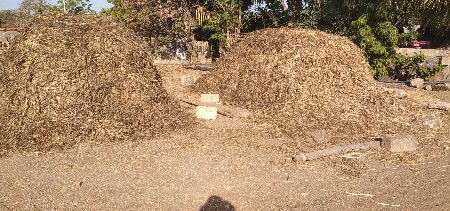 જુવાર ની શાર