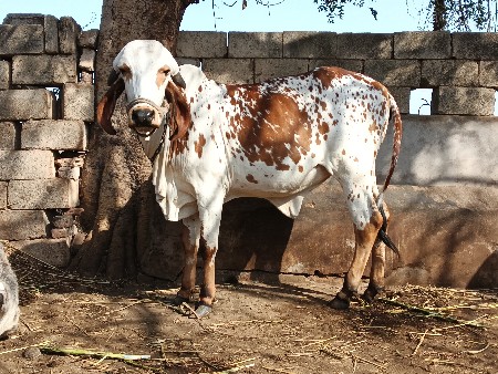 ગીર વાછડી વેચવાની છે.