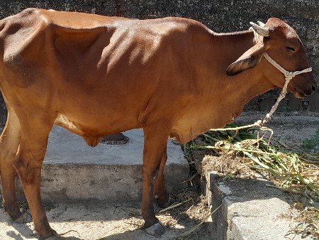 હોડકી લાલ