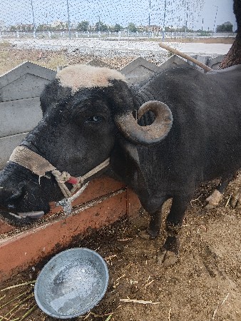 આ ખડેલી વેચવાની છે