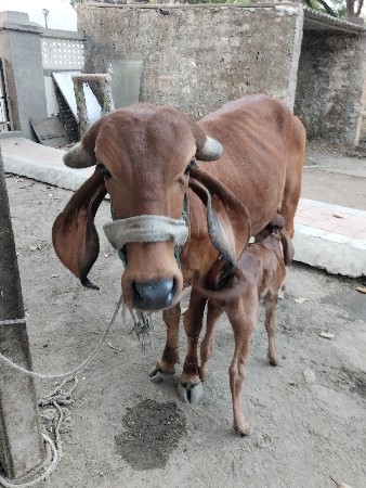 થંબનેલ 2