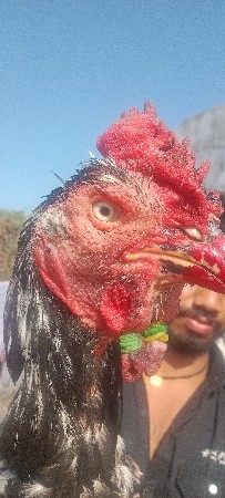 થંબનેલ 2