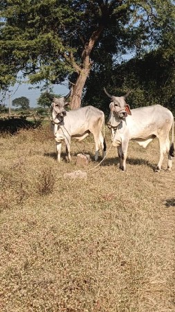 ગોંડલા વેચવાના છે