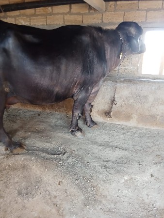 थंबनेल 2