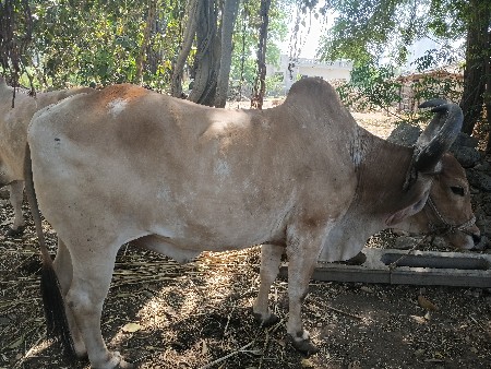 બળદ વેચવાના છે