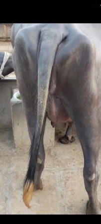 આ ખડેલી વેચવાની છે વેતર પેલુ