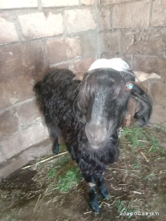 બકરી વેચવાની છે
