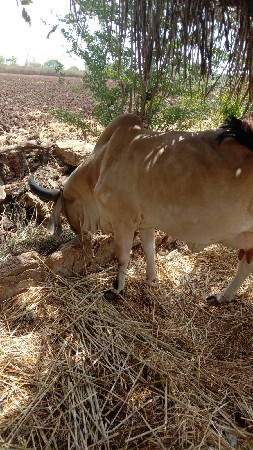 थंबनेल 3