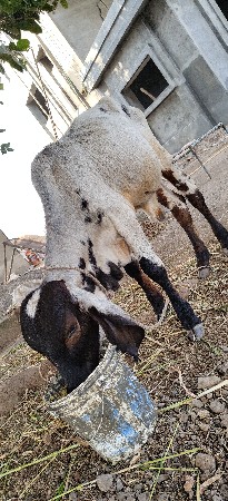 થંબનેલ 3