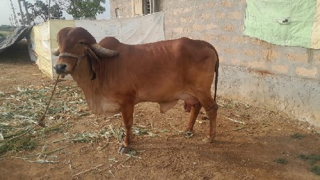 ગાય વૅચવાની છે