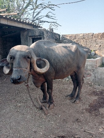 थंबनेल 2