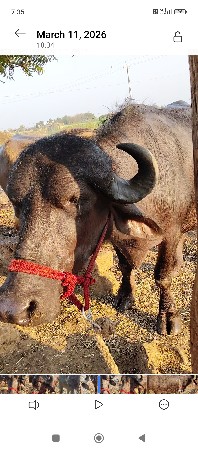 थंबनेल 3