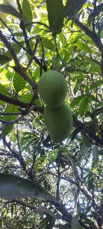 બઞીસાનો ઈજારો દેવાનો શે