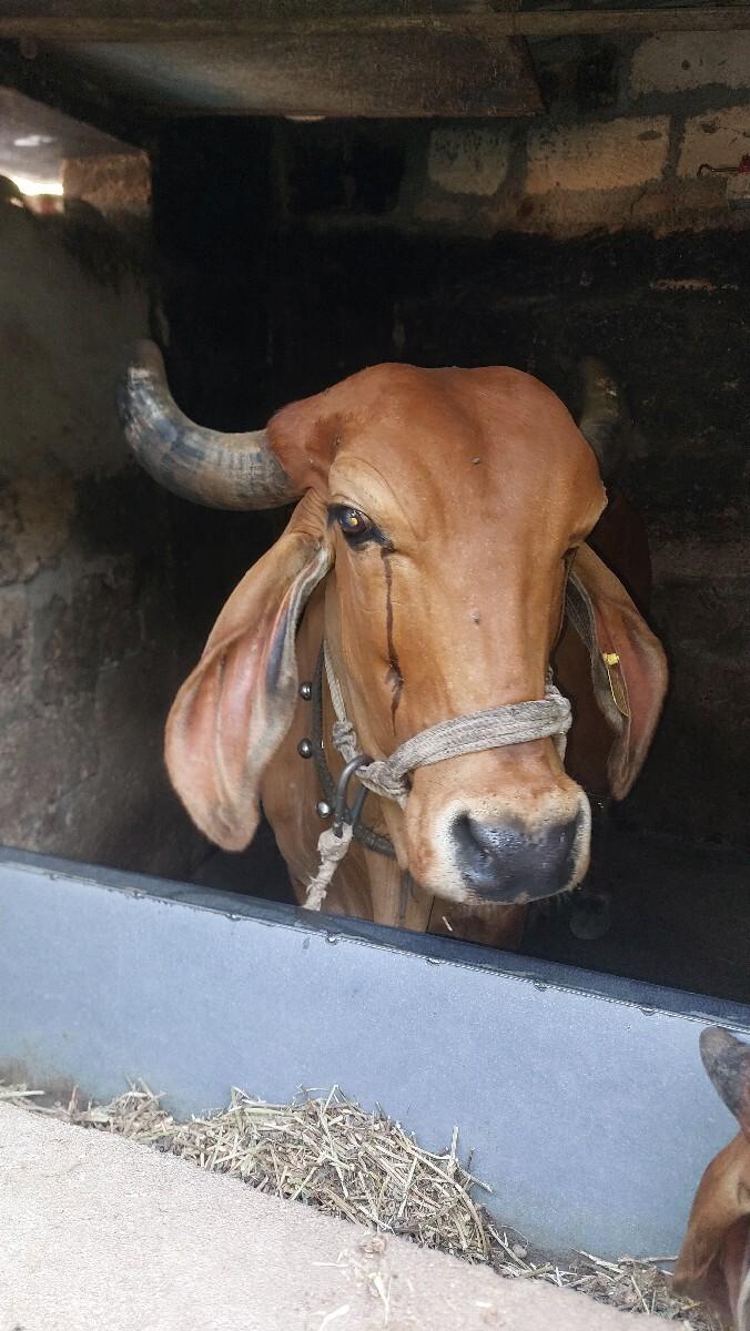 ગાય વેચવાની છે