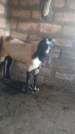 3બોકડાવેચવાનાછે