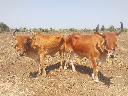 બળદિયા વેચવાના  3
