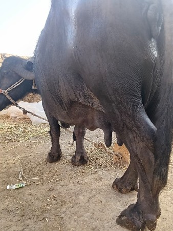 ભેંસ વેચવાની છે