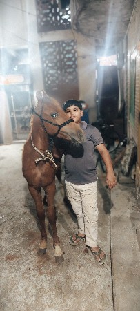 વછેરો વેચવાનો છે ચાર મહિનાનો