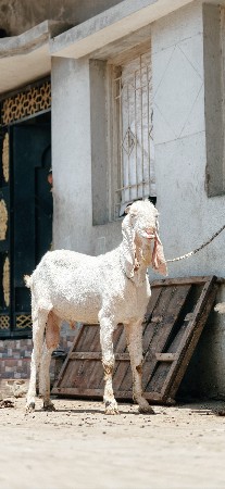 બકરો વેચવા નો છે