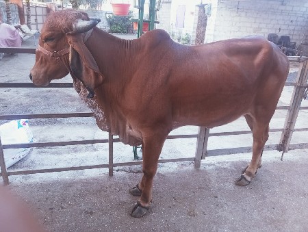 ગીર ગાય ગીર વોડકી