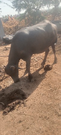 ખંખેરી.વેચવી