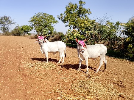 थंबनेल 2