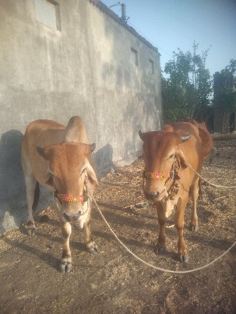 થંબનેલ 3