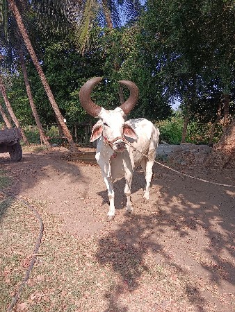 બરધ વેચવાનો છે