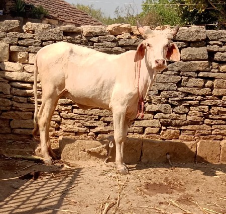 શ્રેવત કપિલા વાછરડી વેચવાની છે