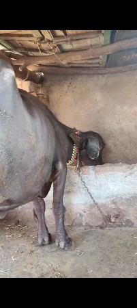 ભેંસ વેચવાની છે